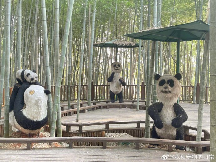 หมีแพนด้า