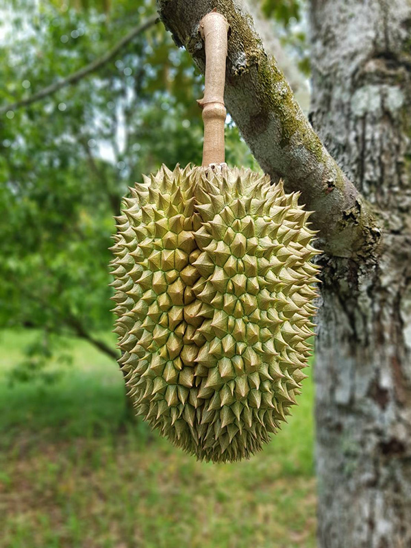 ทุเรียนปราจีนบุรี 2566