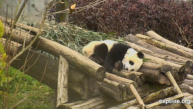 สวนสัตว์ออนไลน์