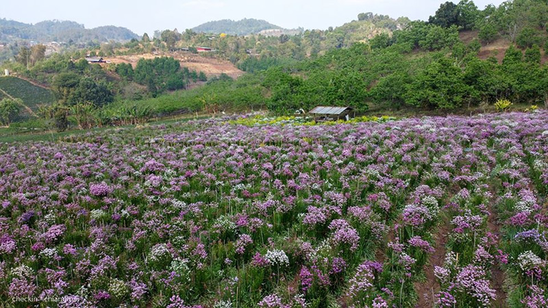 ทุ่งดอกสแตติส เชียงใหม่