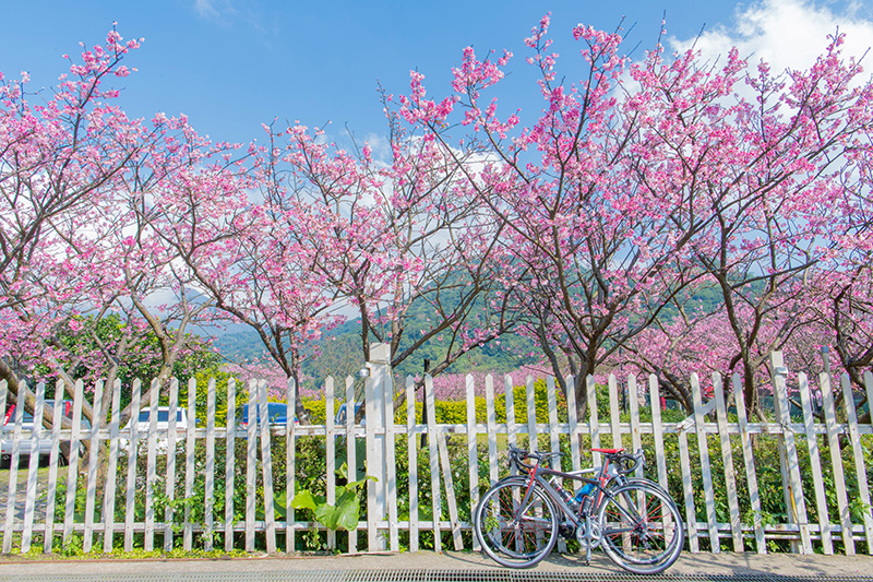 ซากุระไต้หวัน 2026