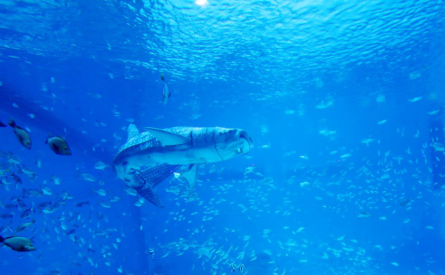 ฉลามวาฬชีวจักรกล