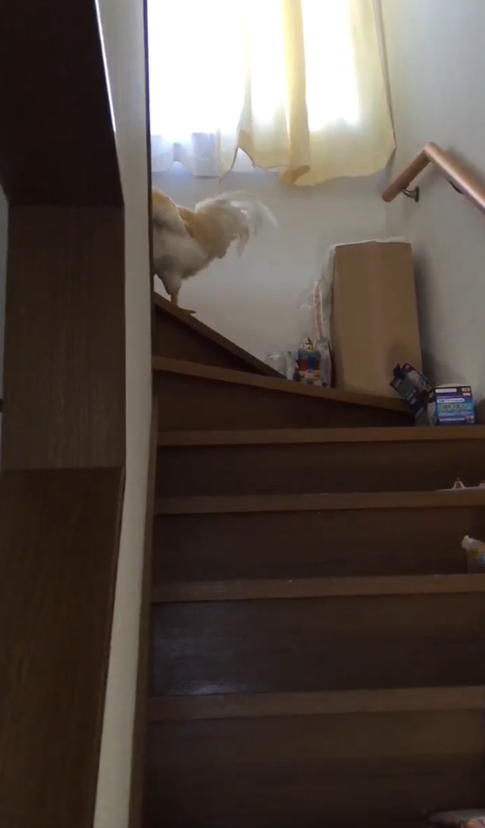 ไก่ปลุก