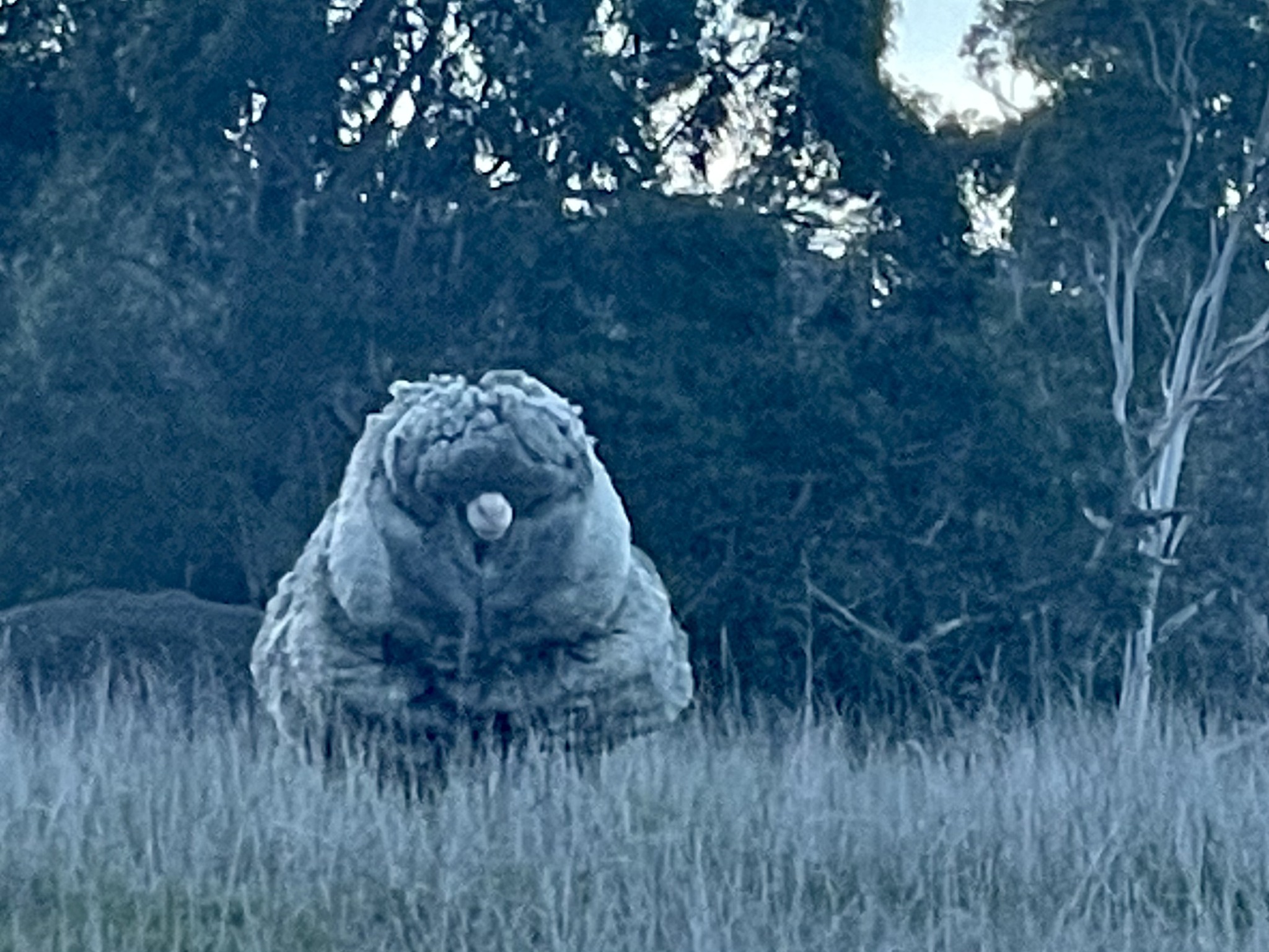 ก้อนหิน