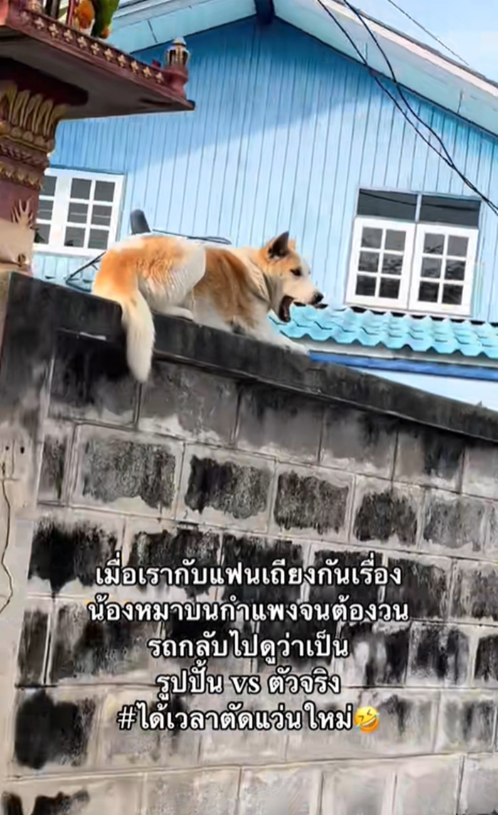 หมาบนกำแพง