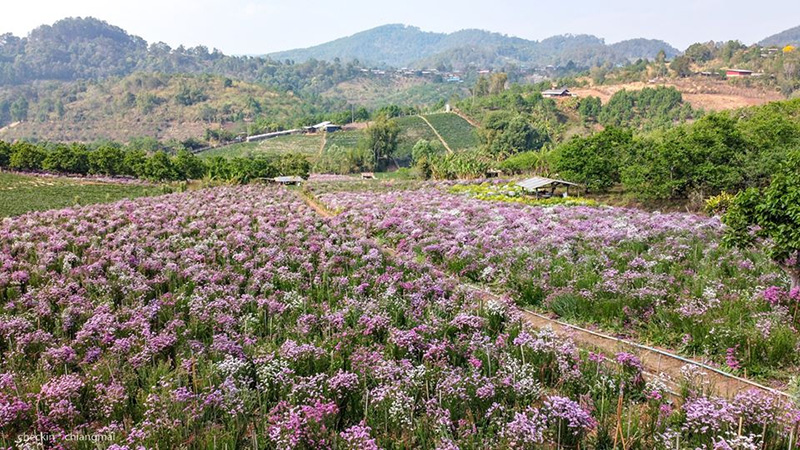 ทุ่งดอกสแตติส เชียงใหม่