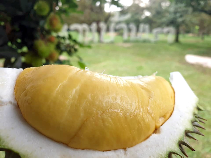 สั่งทุเรียนเดลิเวอรี่