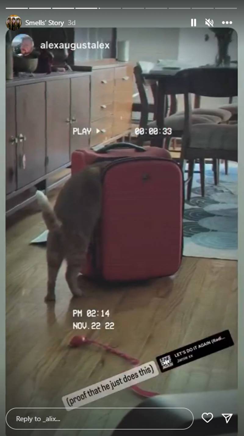 แมวในกระเป๋า