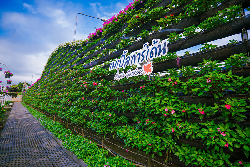สวนเมเปิ้ล กาญจนบุรี 2569