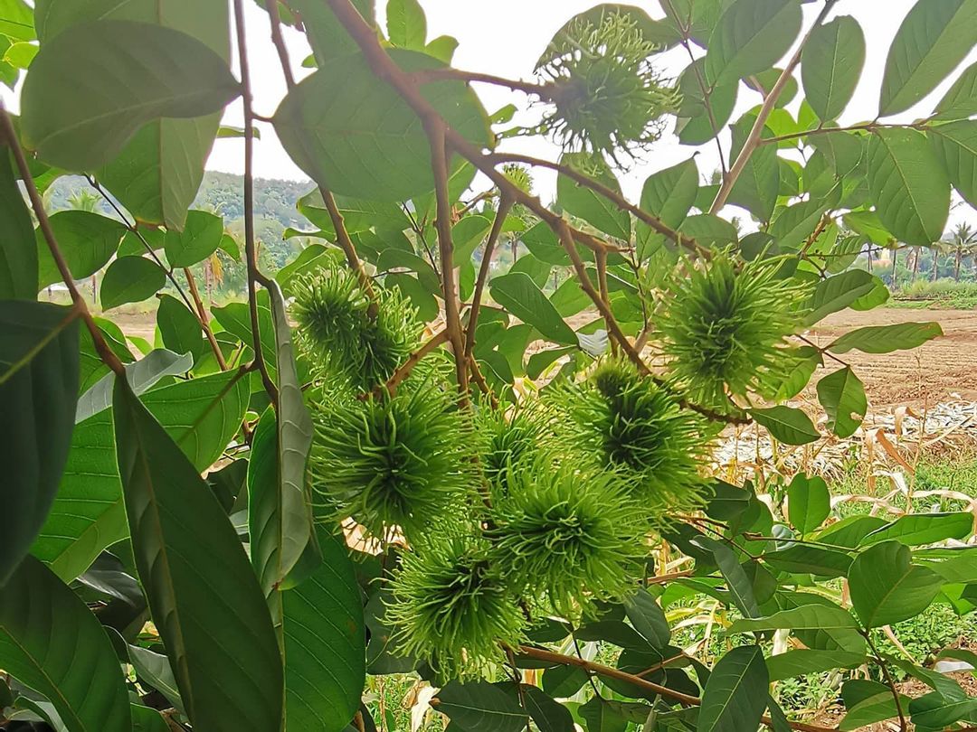 โจ๊กเกอร์ นพชัย