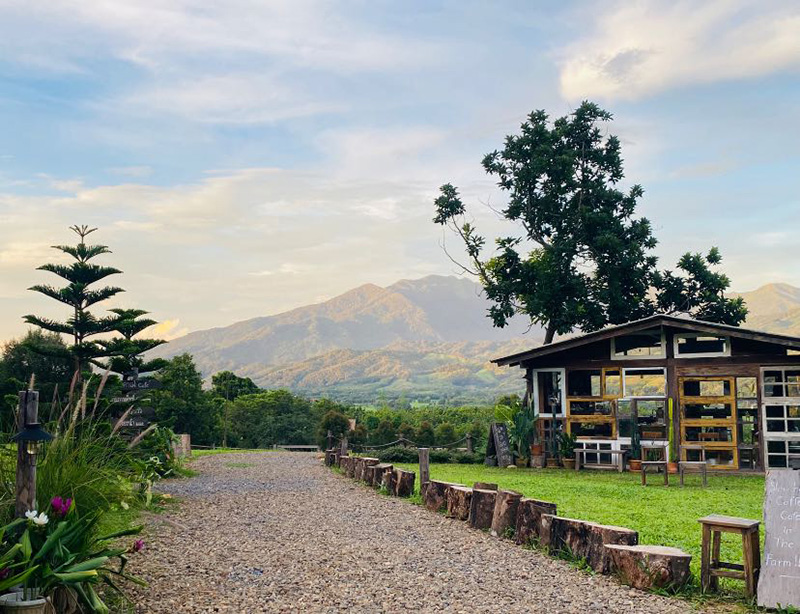 ร้านคาเฟ่บนดอย ไร่ปางวัว
