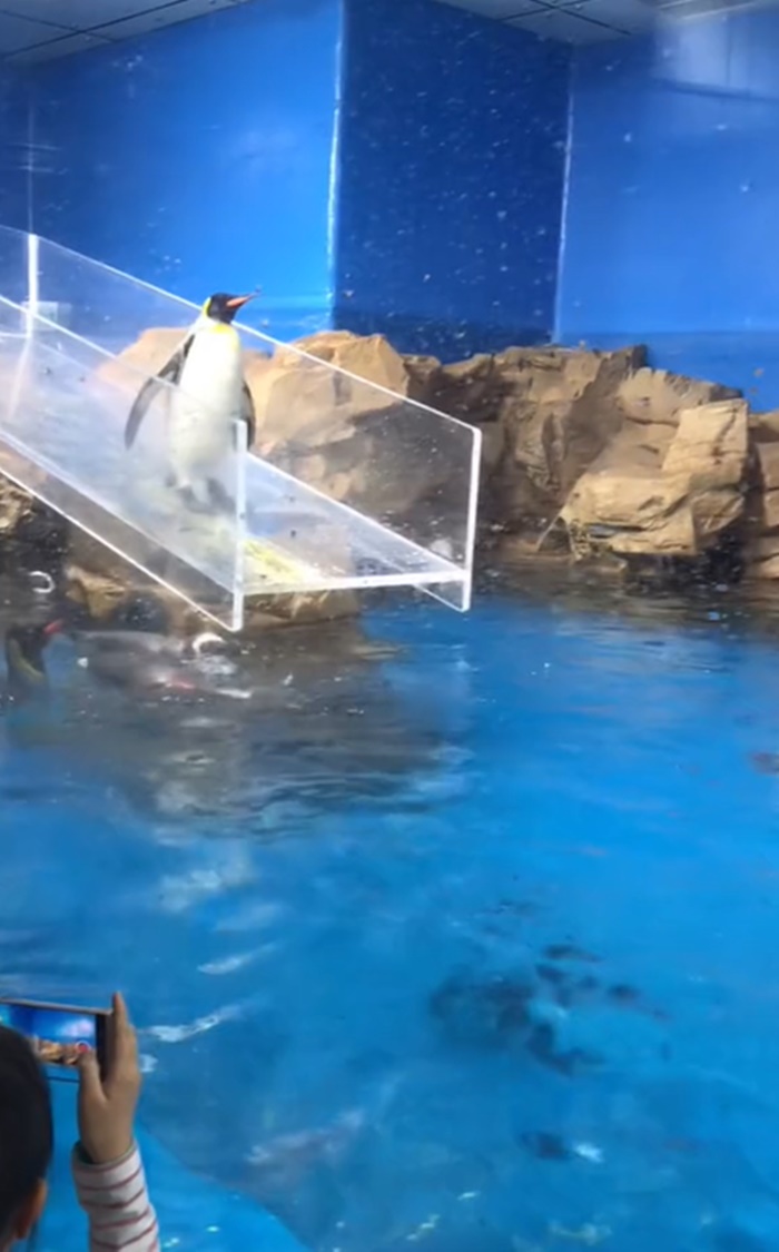 นกเพนกวิน