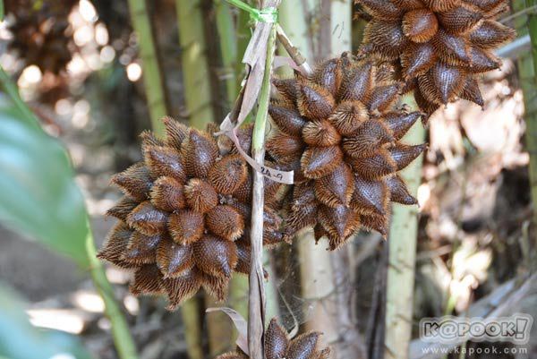 สวนสละสมโภชน์