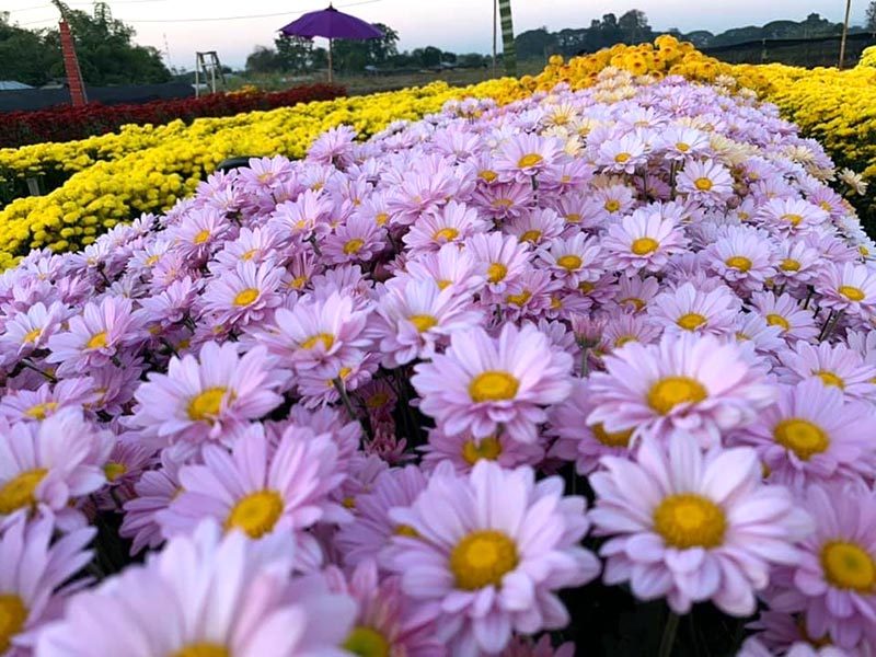 สวนดอกไม้พ่อหลวงชัชร์ เชียงใหม่