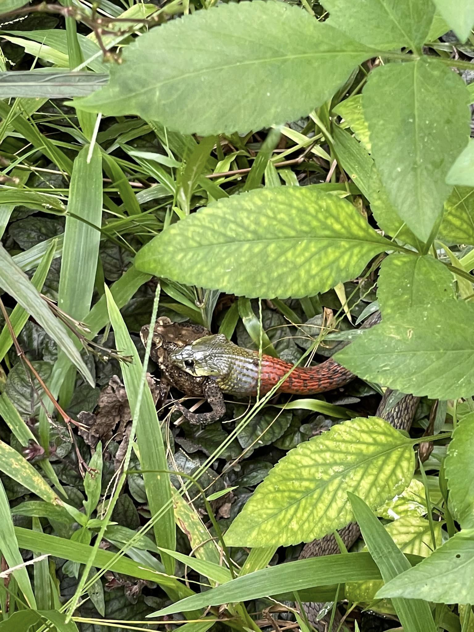 งูกินคางคก