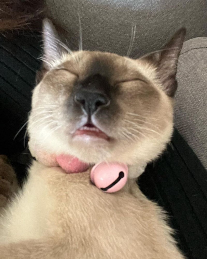 อุงเอิง SPD