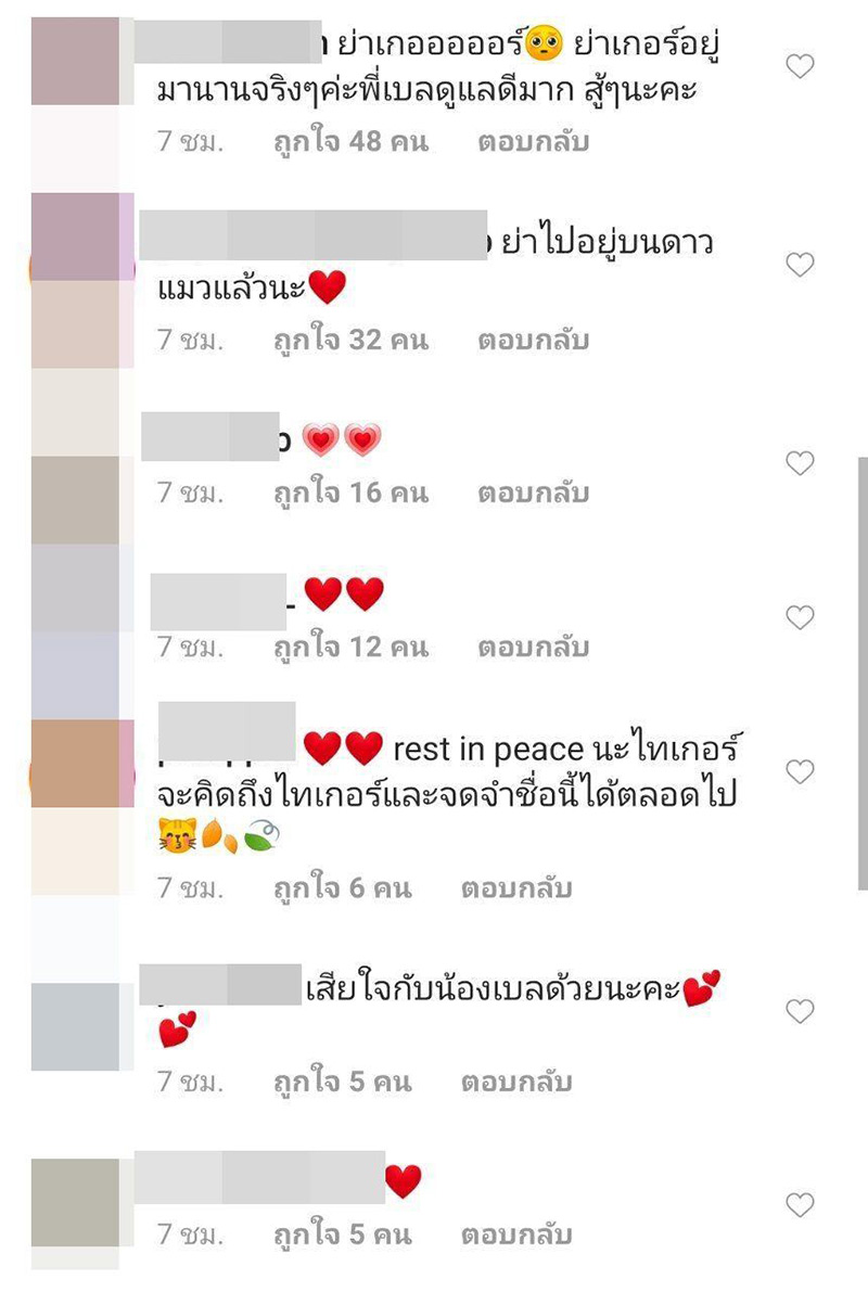 แมวเบลล่า ราณี ตาย