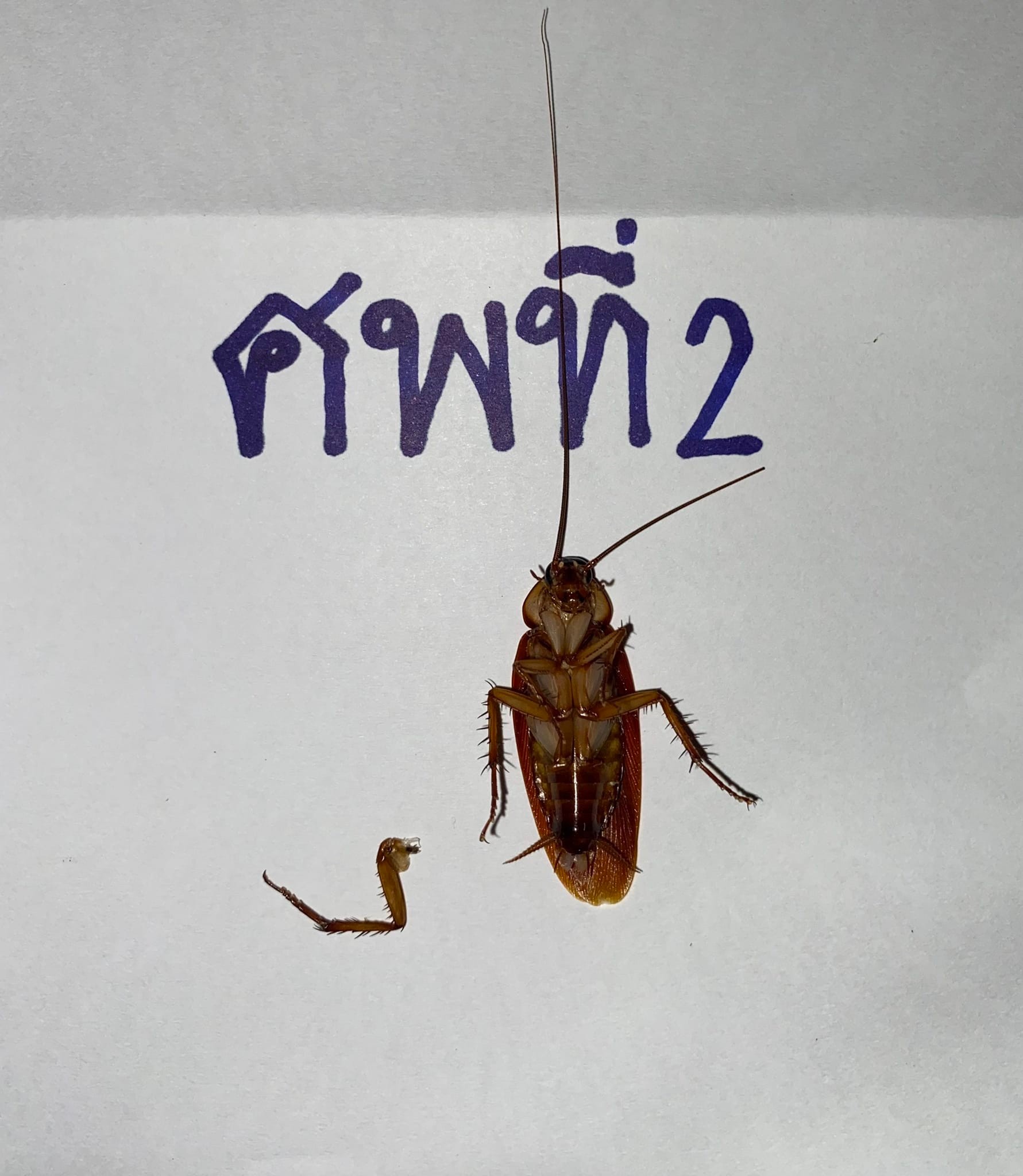 แมลงสาบ
