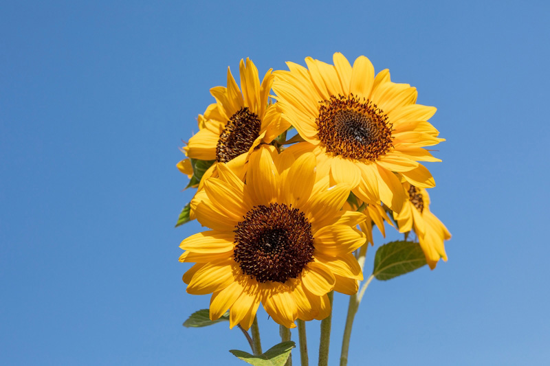 ราศีสิงห์ ดอกไม้ประจำ 12 ราศี