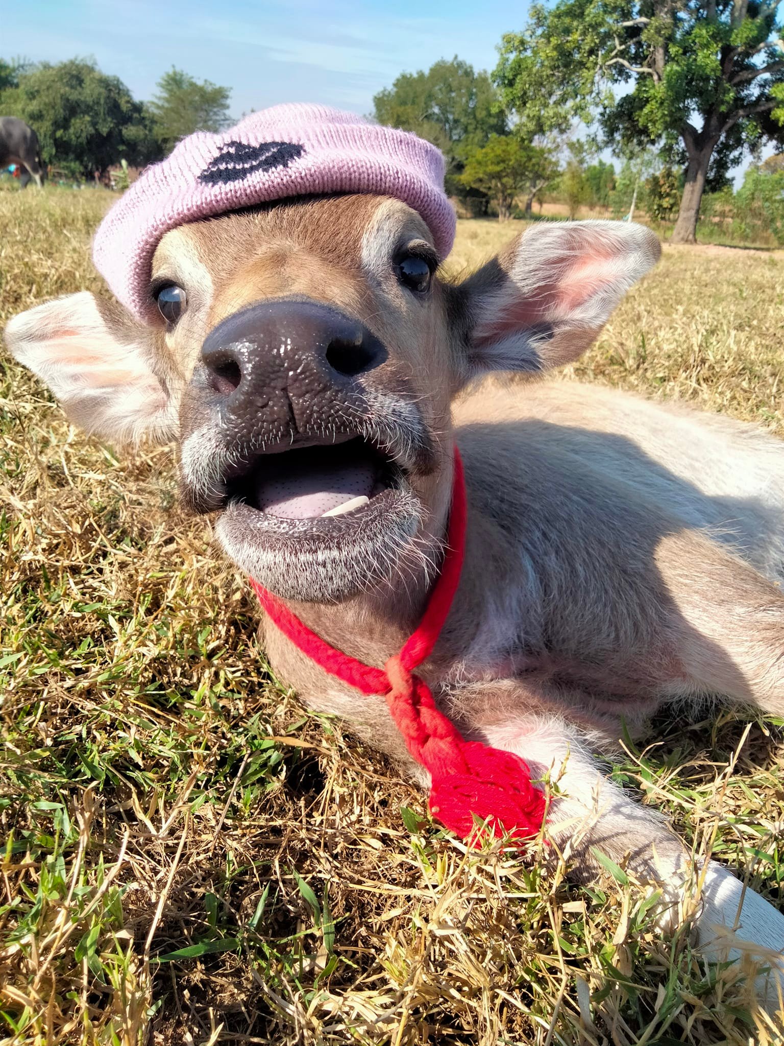 ควายน้อย