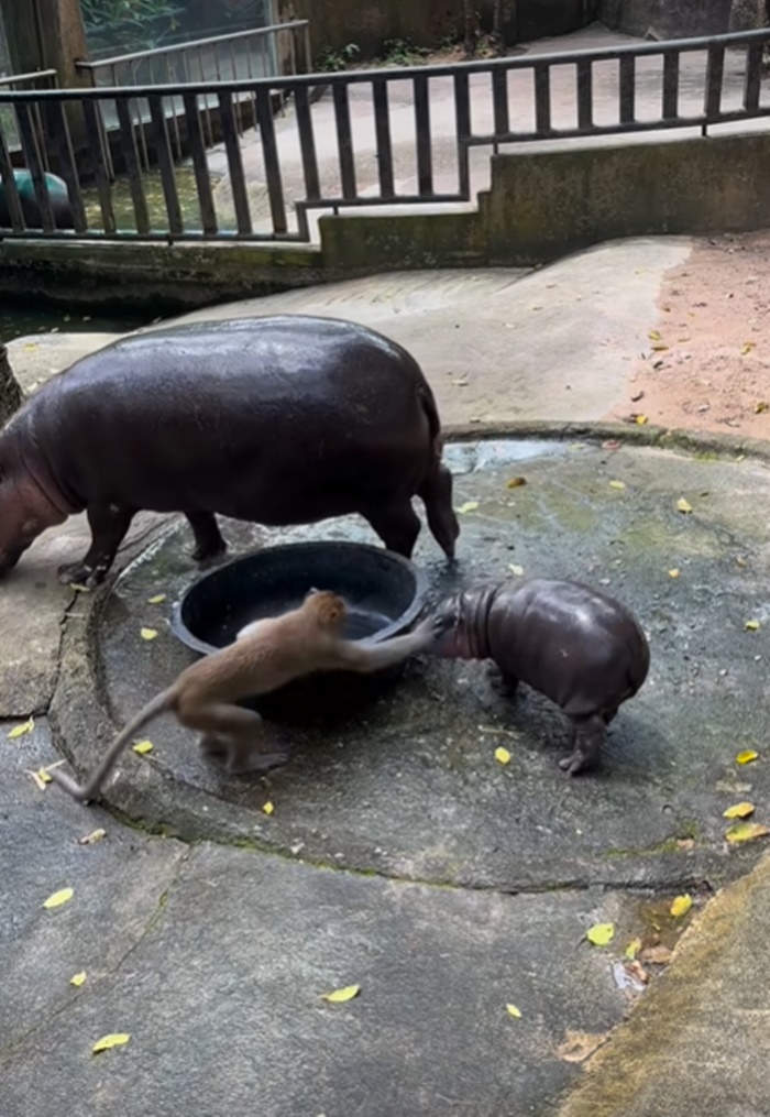 น้องหมูเด้ง