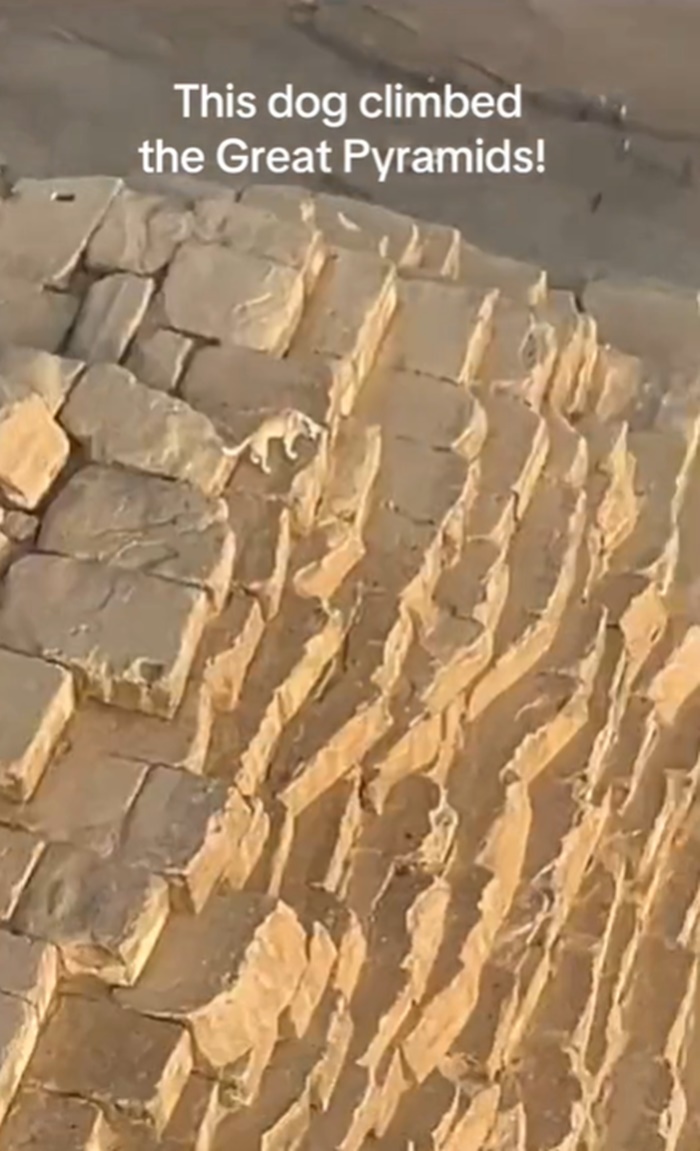 บินพารามอเตอร์