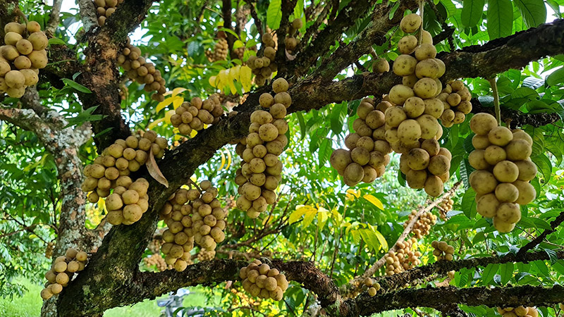 สวนลองกอง 