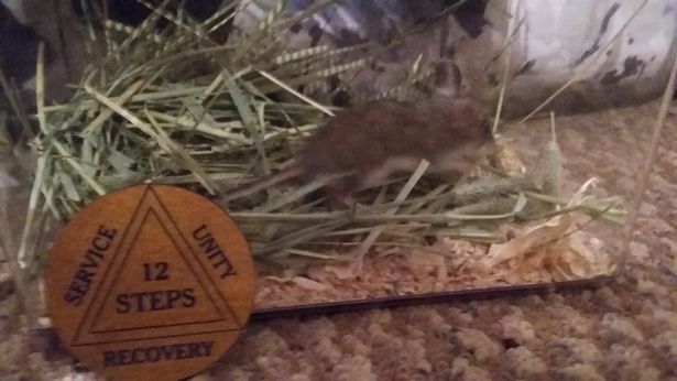 ใบกัญชา