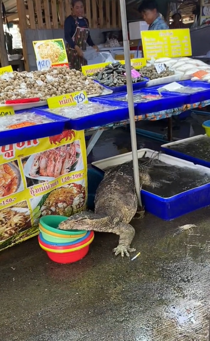 ตัวเงินตัวทอง