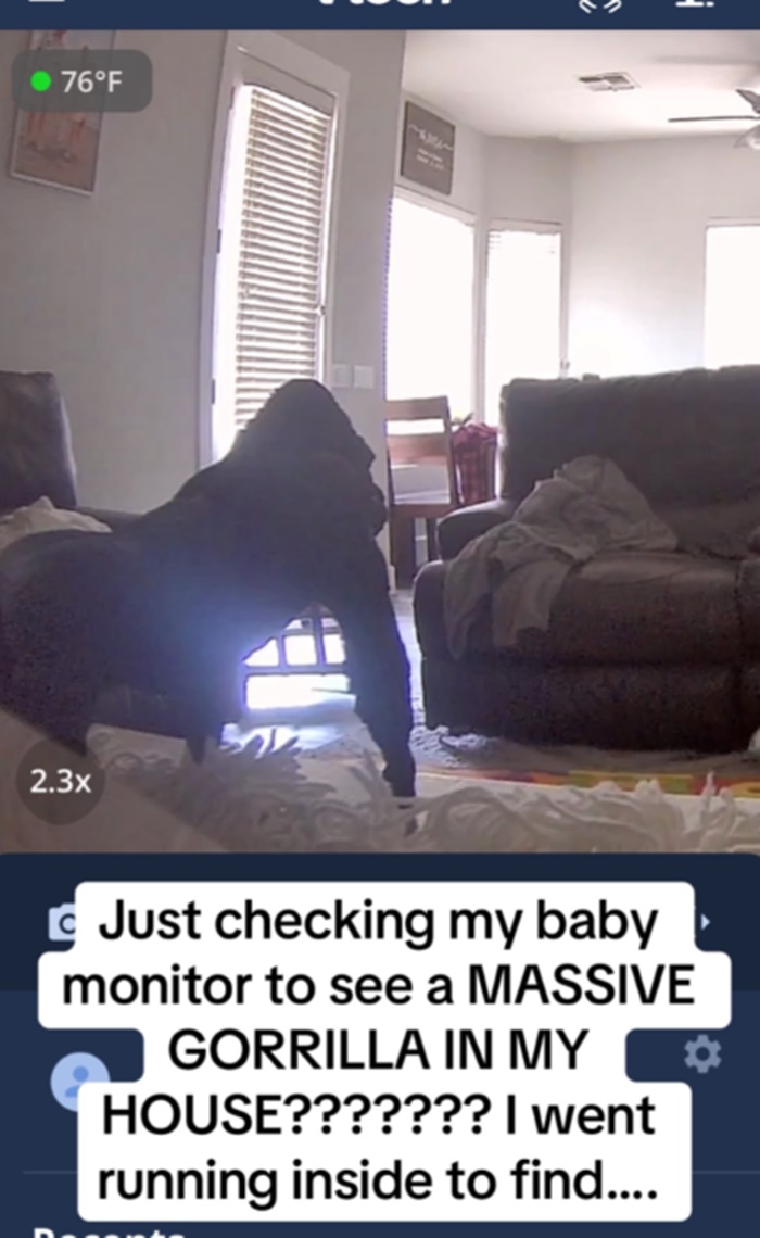 ลิงบุกบ้าน