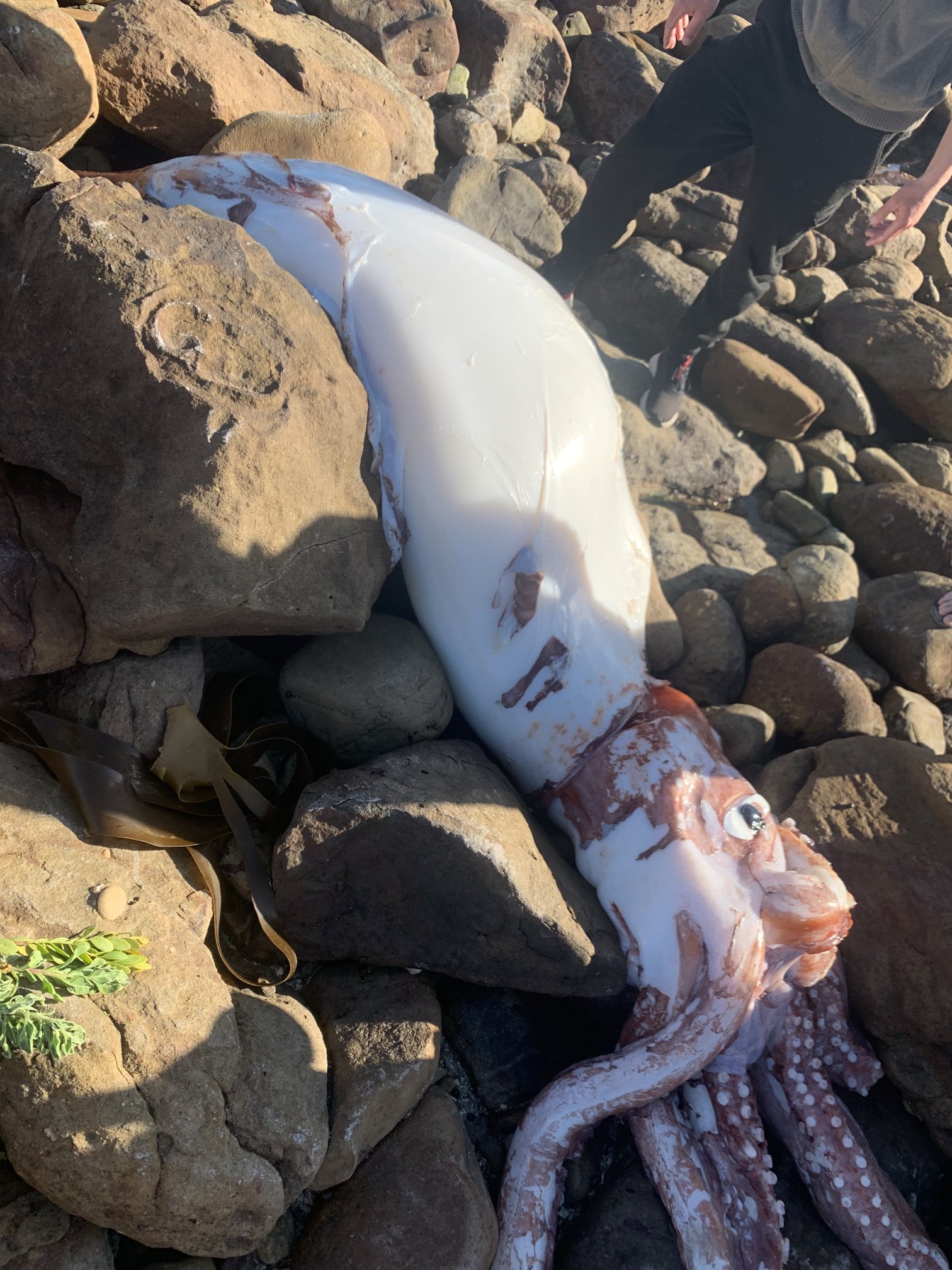 หมึกยักษ์