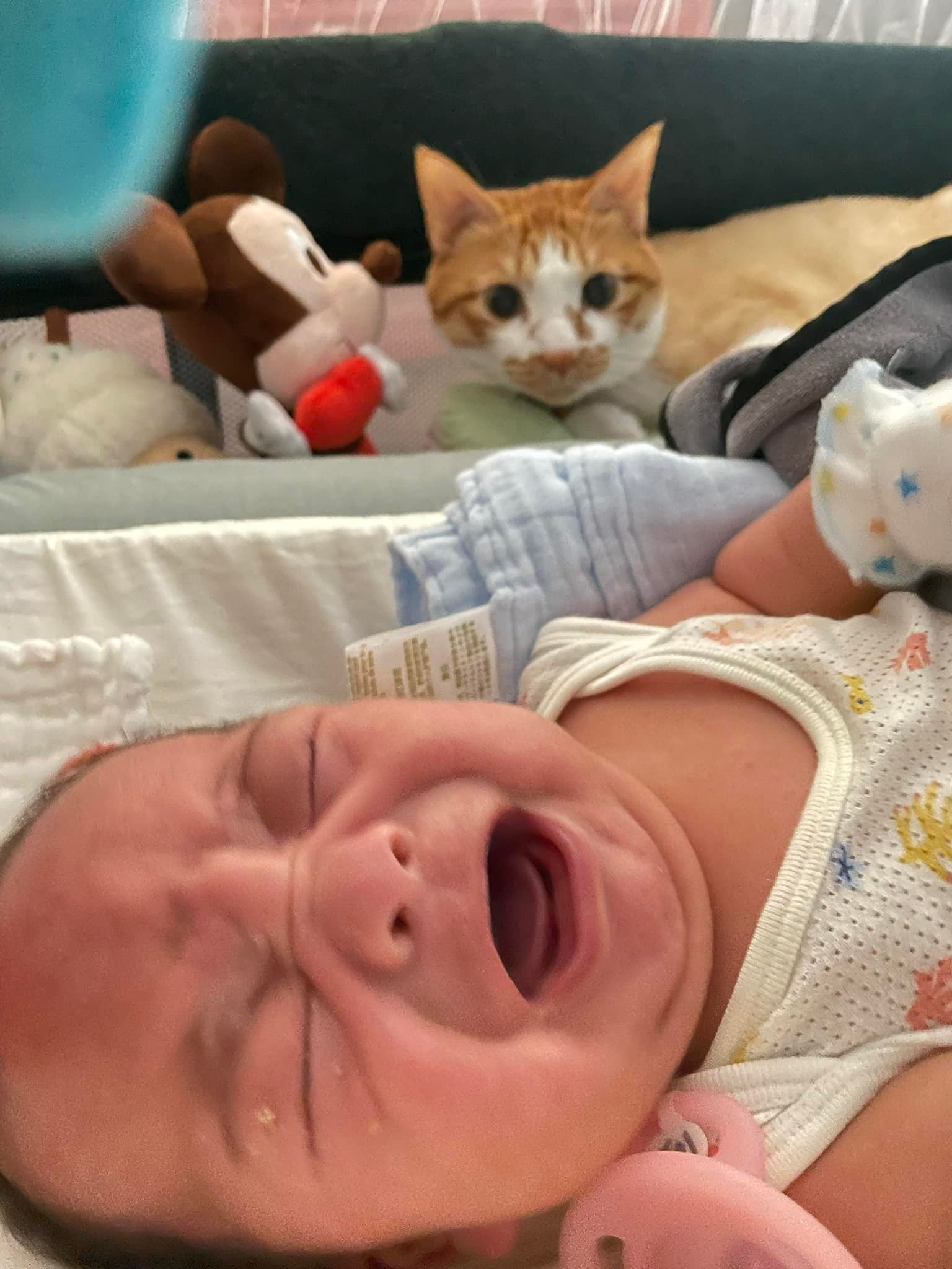 เลี้ยงลูกกับแมว