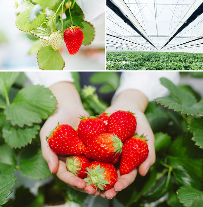 นวัตกรรมการเกษตร ปลูกพืชเมืองหนาว