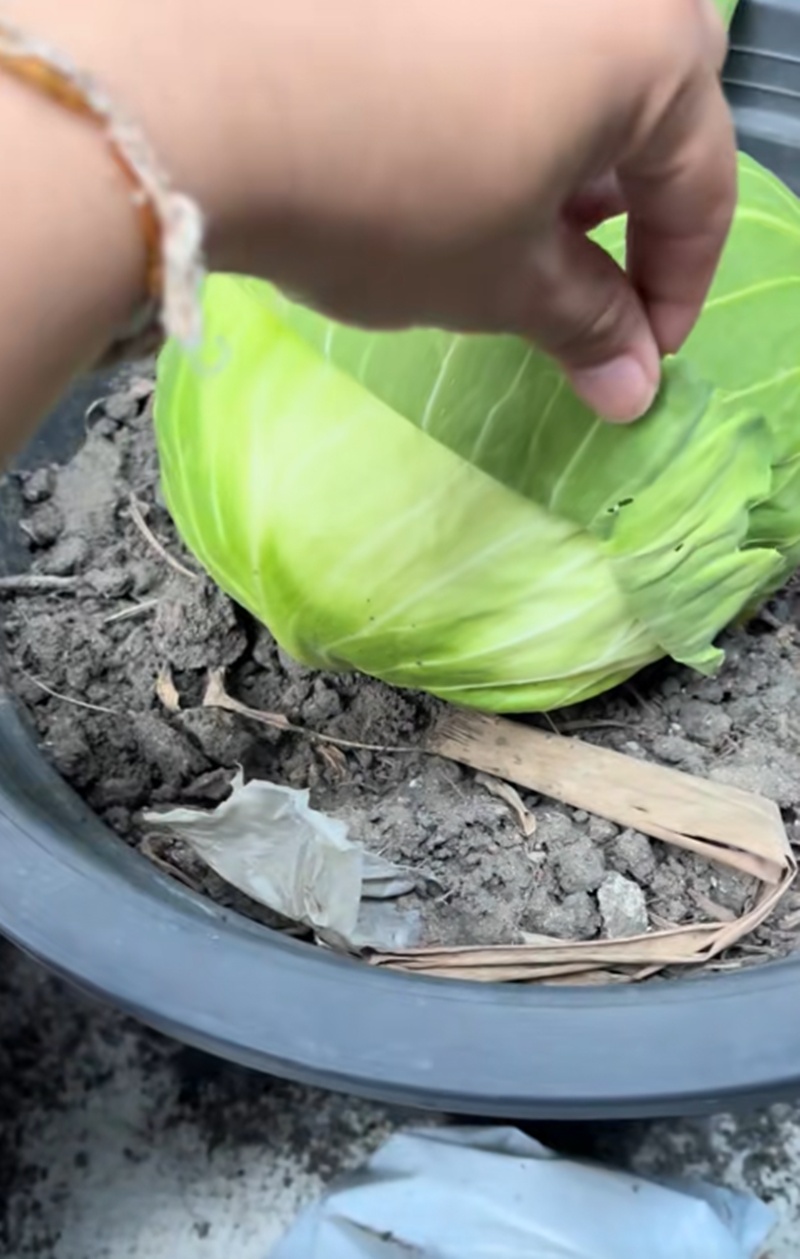 กะหล่ำปลี