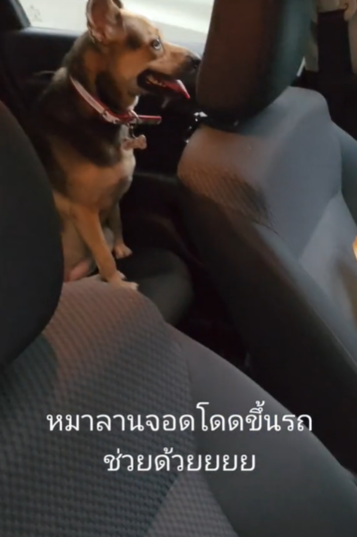 หมาหลง