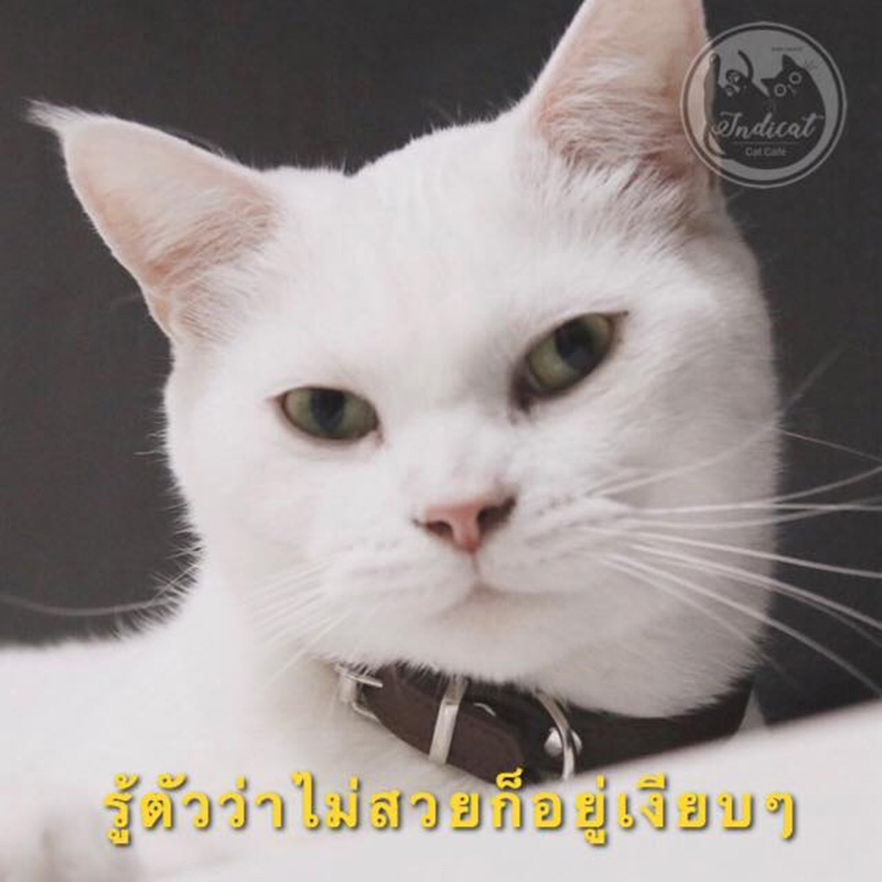 Meme แมว