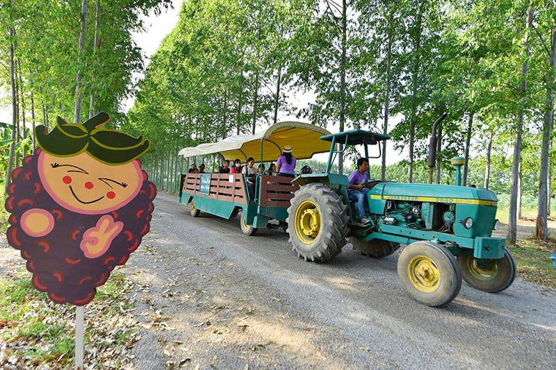 Mulberry Fest’ 2019 ไร่กำนันจุล