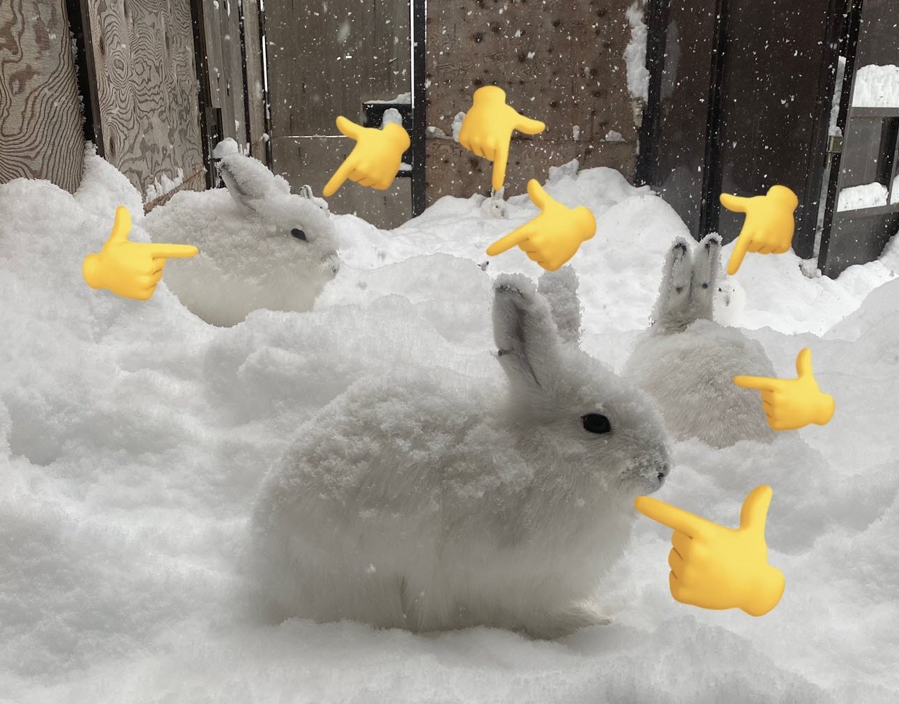 กระต่าย