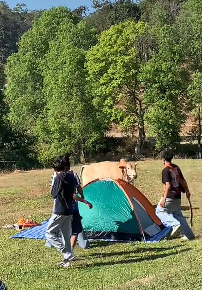 วัวหลุด