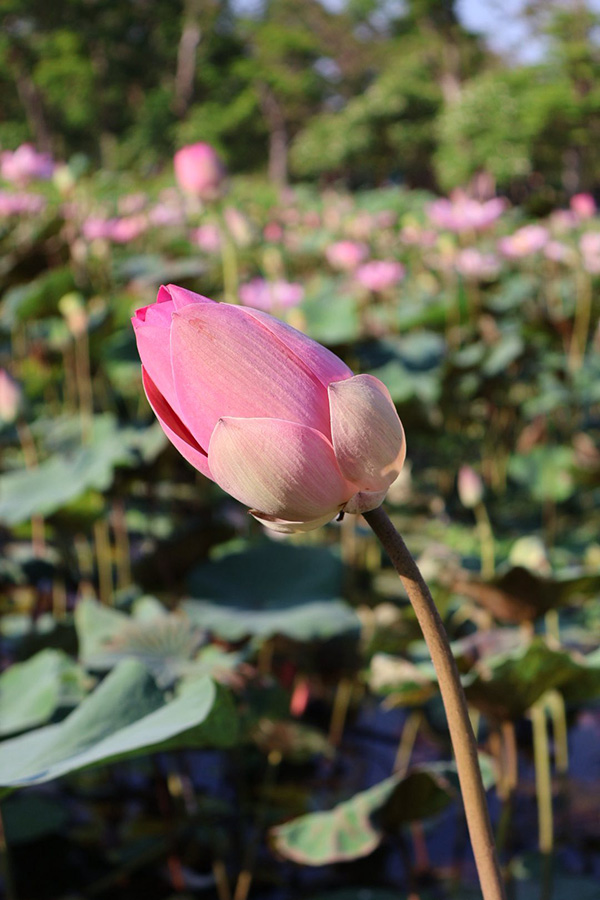 บึงบัว สวนรถไฟ