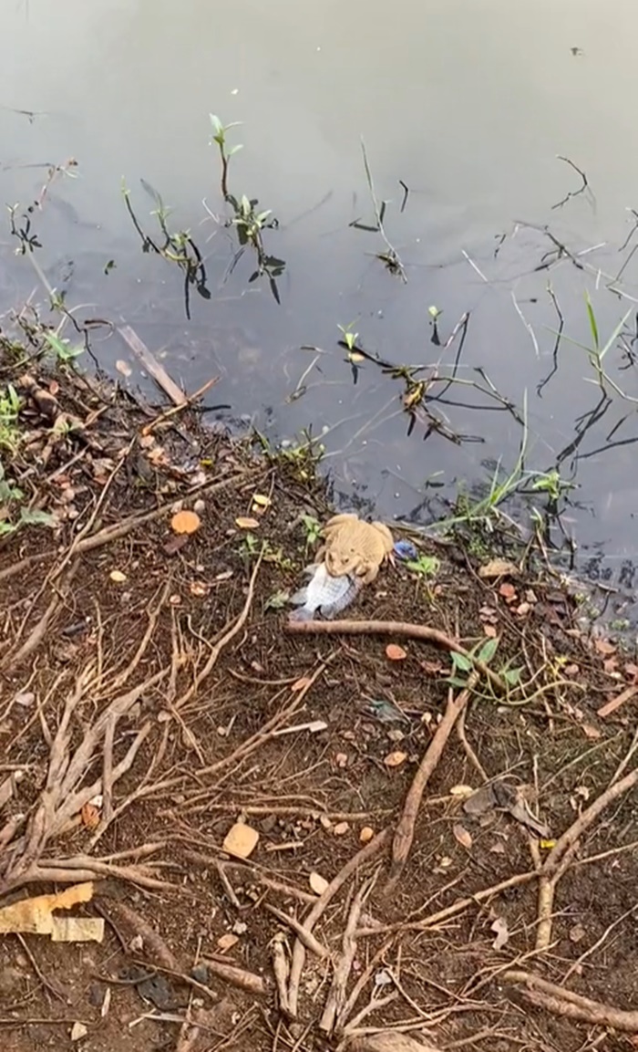 กบกินปลา