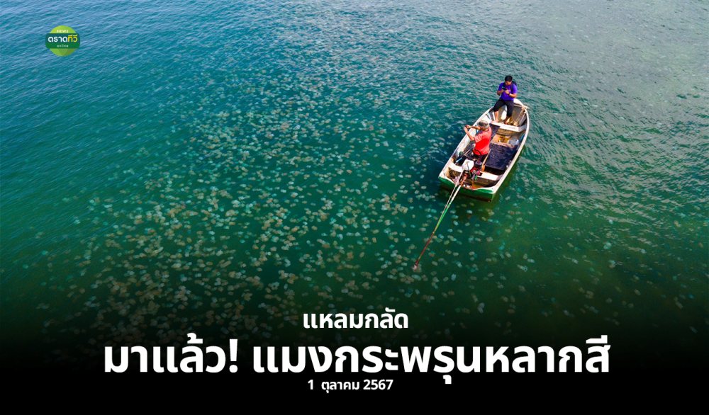 แมงกะพรุนหลากสี บ้านคลองสน แหลมกลัด