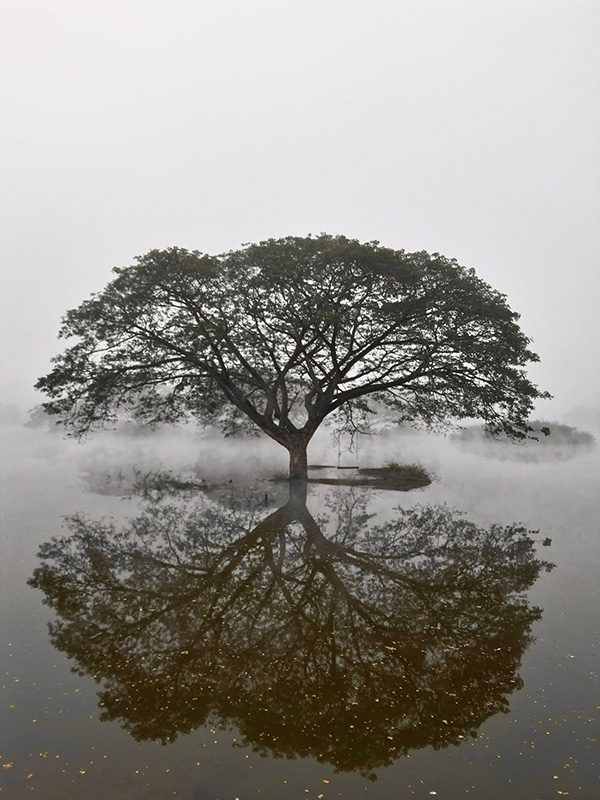 หนองน้ำครก น่าน ต้นจามจุรี