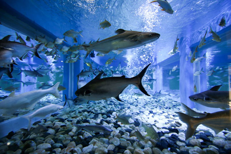 สถานแสดงพันธุ์สัตว์น้ำบึงฉวากเฉลิมพระเกียรติ