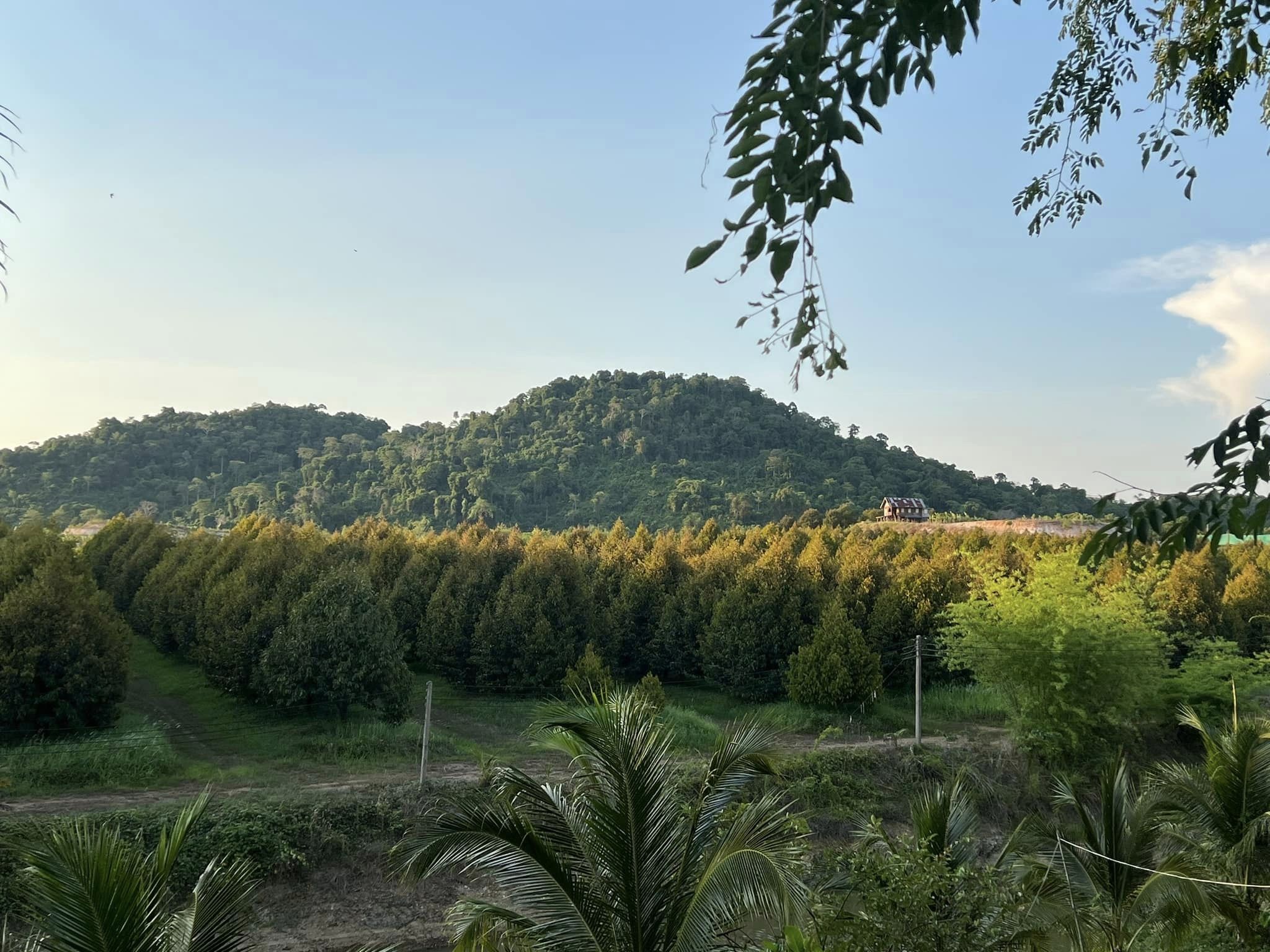 วิมานหนาม