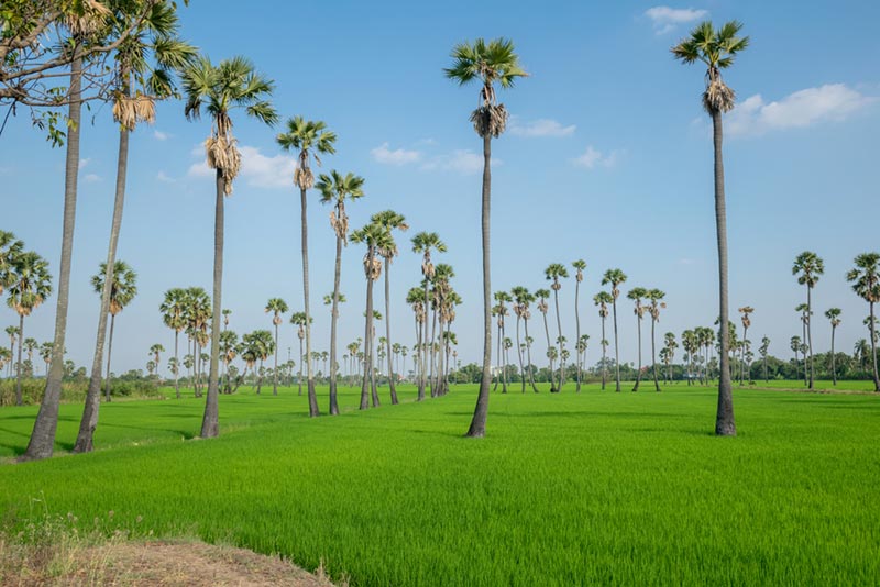สามโคก