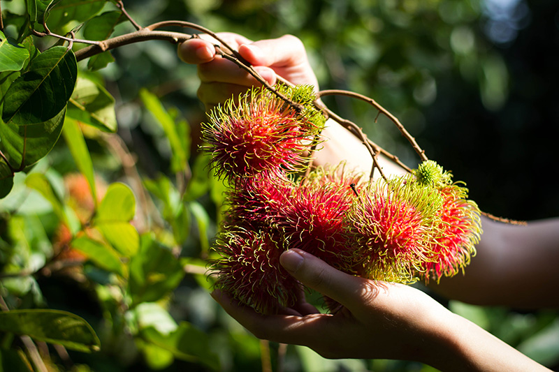 สวนผลไม้จันทบุรี 2569