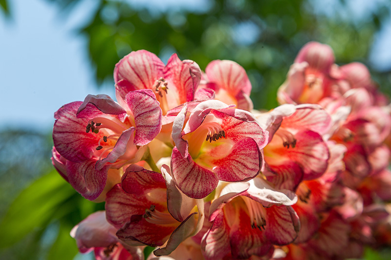 เทศกาลดอกชมพูภูคาบาน สืบสานตำนานชาติพันธุ์ 2569