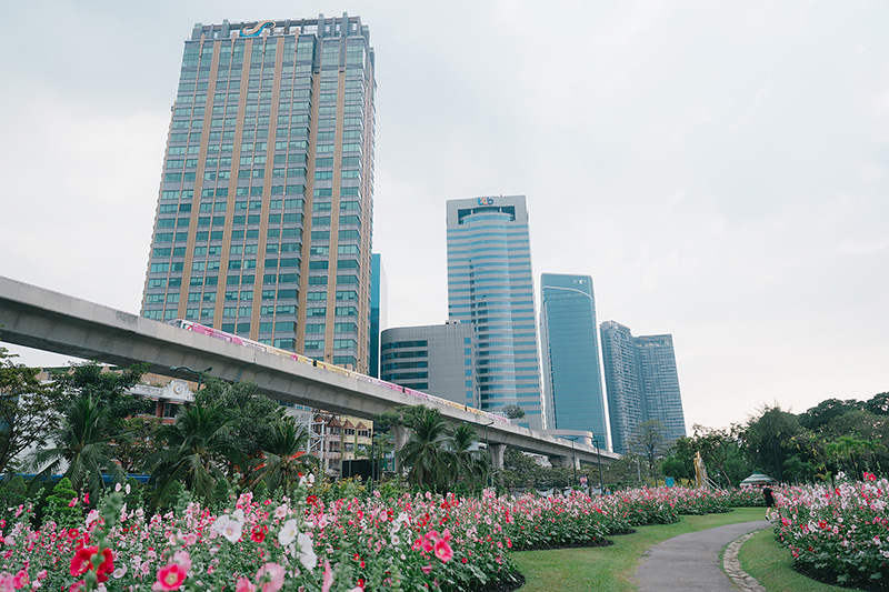 ทุ่งดอกฮอลลี่ฮ็อค สวนจตุจักร