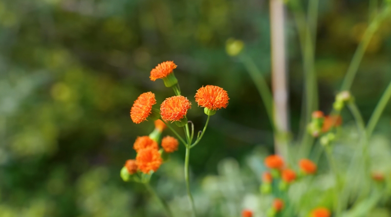 ดอกโครีออพซิส (Coreopsis)